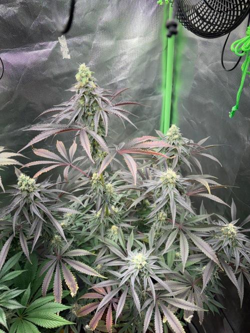 Grow Motion sucht den Super Pheno. Week 14