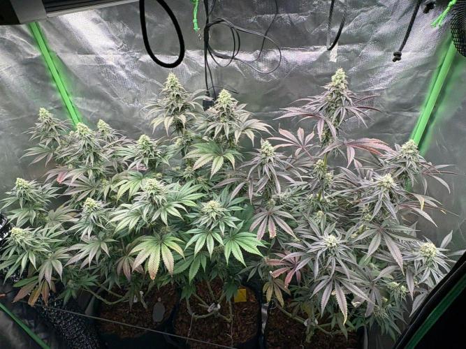 Grow Motion sucht den Super Pheno. Week 14