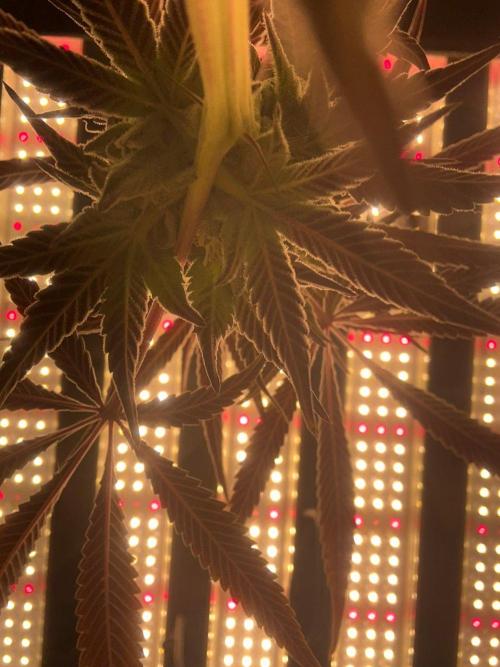 Grow Motion sucht den Super Pheno. Week 14