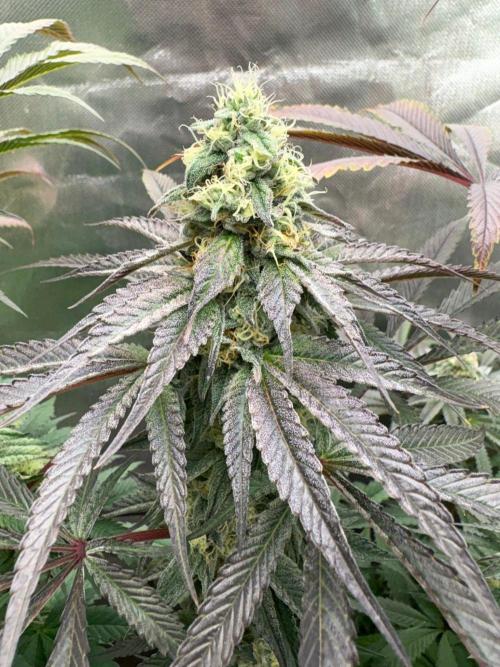 Grow Motion sucht den Super Pheno. Week 14