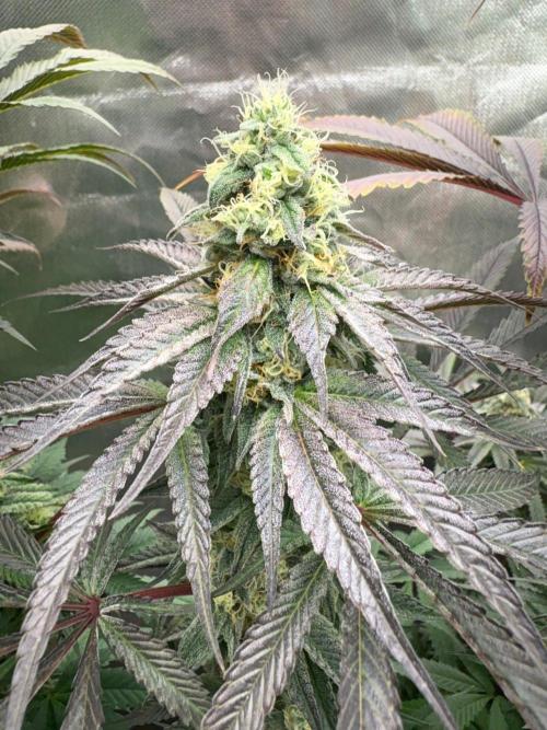 Grow Motion sucht den Super Pheno. Week 14