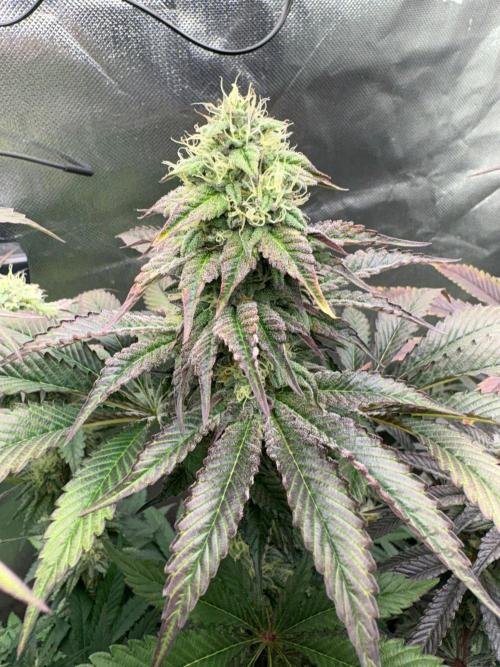 Grow Motion sucht den Super Pheno. Week 14