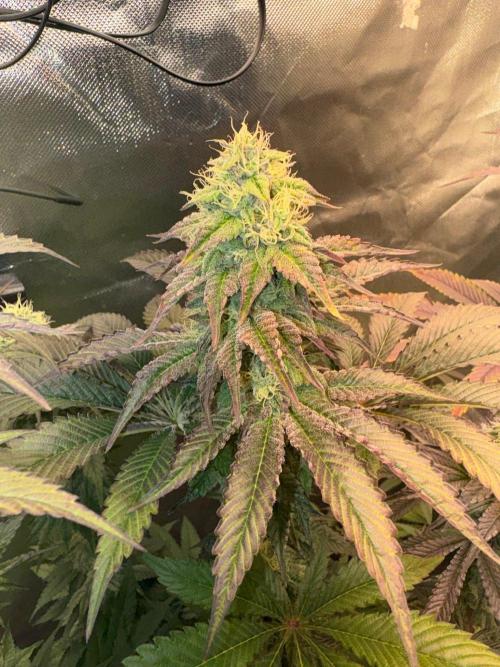 Grow Motion sucht den Super Pheno. Week 14
