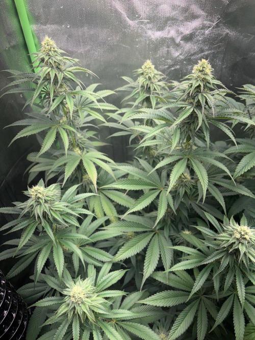 Grow Motion sucht den Super Pheno. Week 13