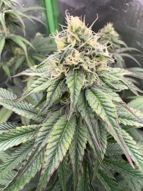 Grow Motion sucht den Super Pheno. Week 13
