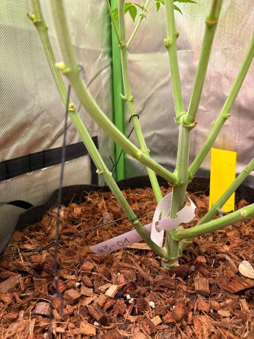 Grow Motion sucht den Super Pheno. Week 13