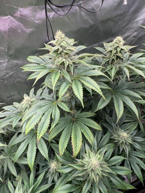 Grow Motion sucht den Super Pheno. Week 13