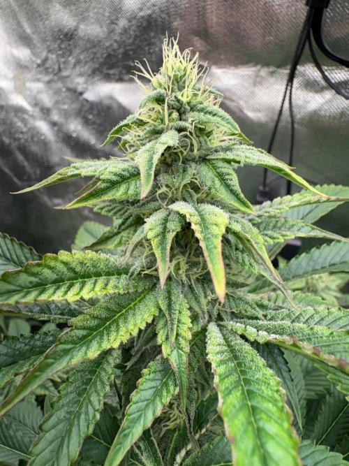 Grow Motion sucht den Super Pheno. Week 13