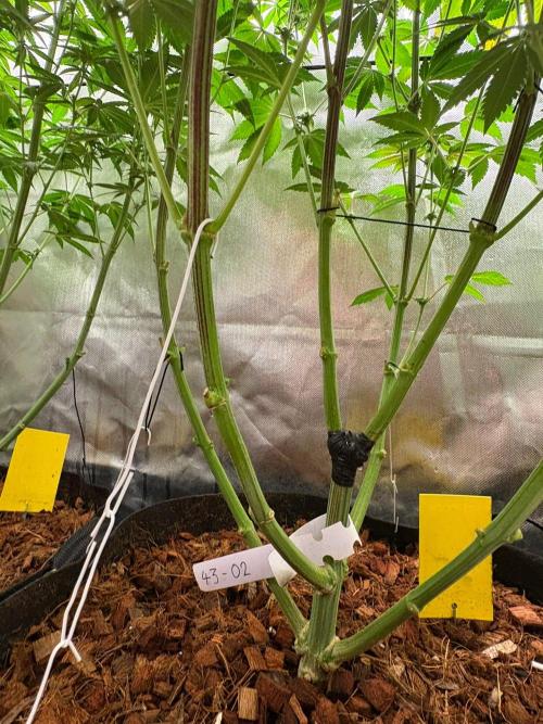 Grow Motion sucht den Super Pheno. Week 13