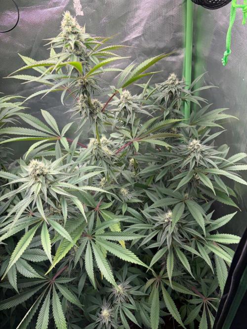 Grow Motion sucht den Super Pheno. Week 13