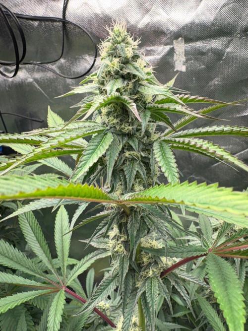 Grow Motion sucht den Super Pheno. Week 13