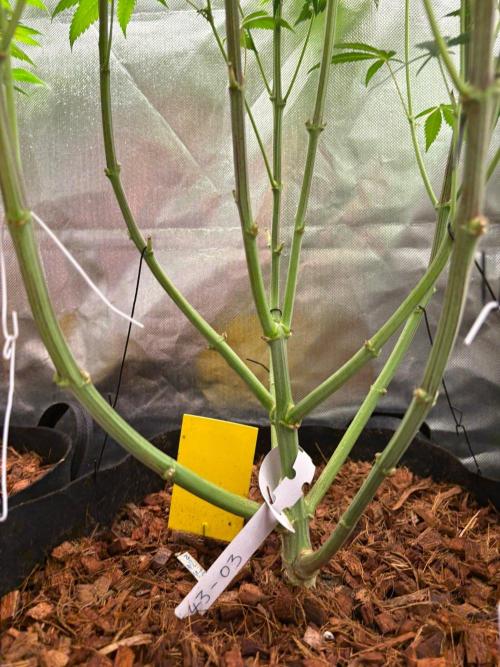 Grow Motion sucht den Super Pheno. Week 13