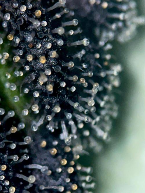 Grow Motion sucht den Super Pheno. Week 16