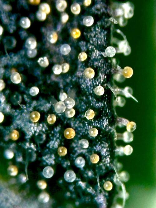 Grow Motion sucht den Super Pheno. Week 16