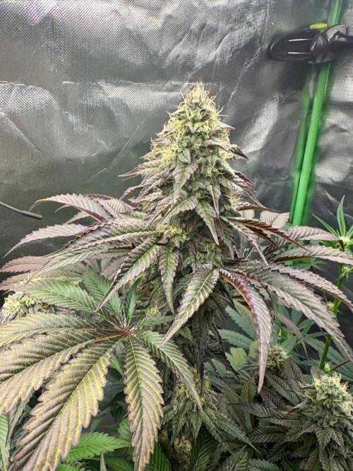 Grow Motion sucht den Super Pheno. Week 16