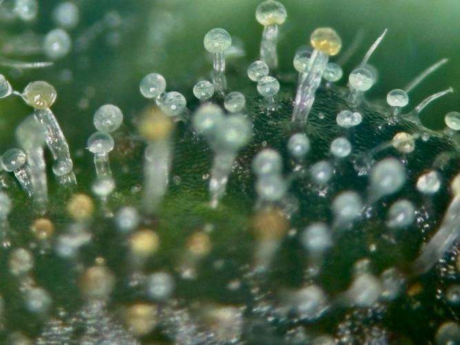 Grow Motion sucht den Super Pheno. Week 16