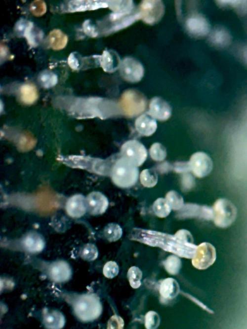 Grow Motion sucht den Super Pheno. Week 16
