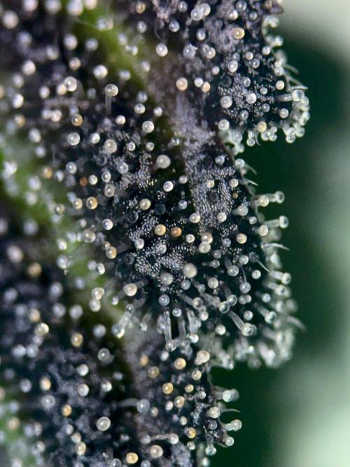 Grow Motion sucht den Super Pheno. Week 16