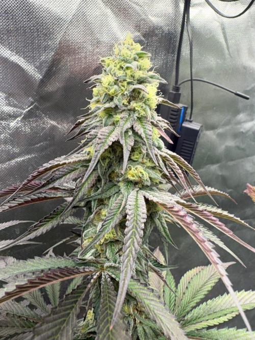 Grow Motion sucht den Super Pheno. Week 16