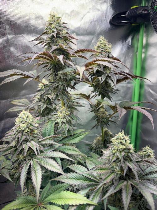 Grow Motion sucht den Super Pheno. Week 16