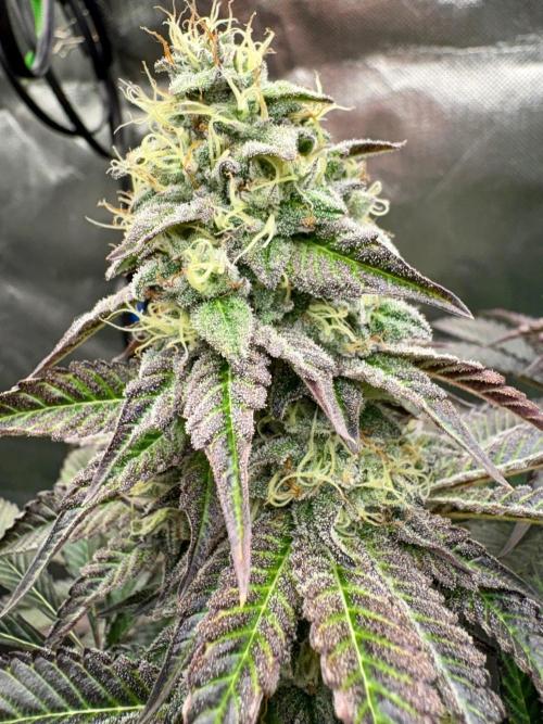 Grow Motion sucht den Super Pheno. Week 16