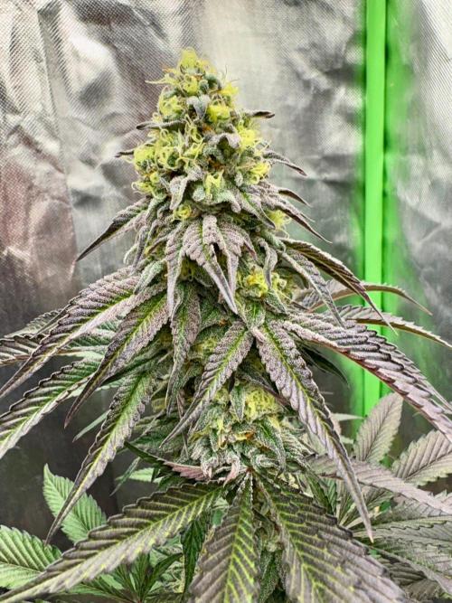 Grow Motion sucht den Super Pheno. Week 16