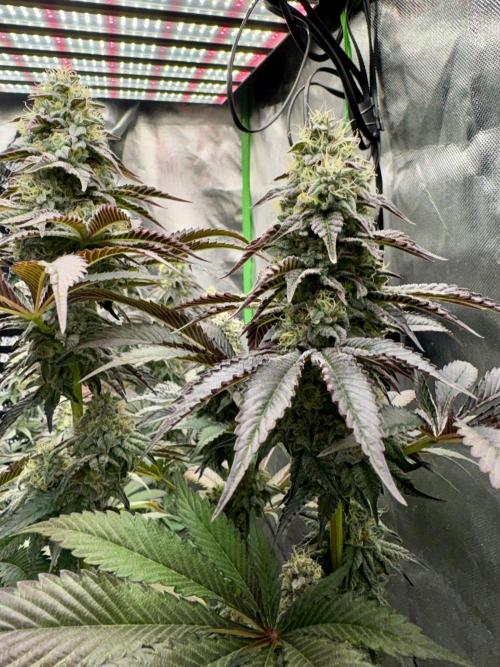 Grow Motion sucht den Super Pheno. Week 16