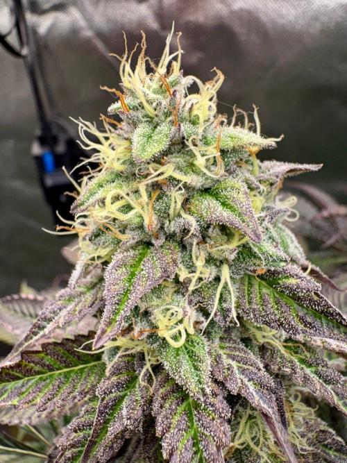 Grow Motion sucht den Super Pheno. Week 16