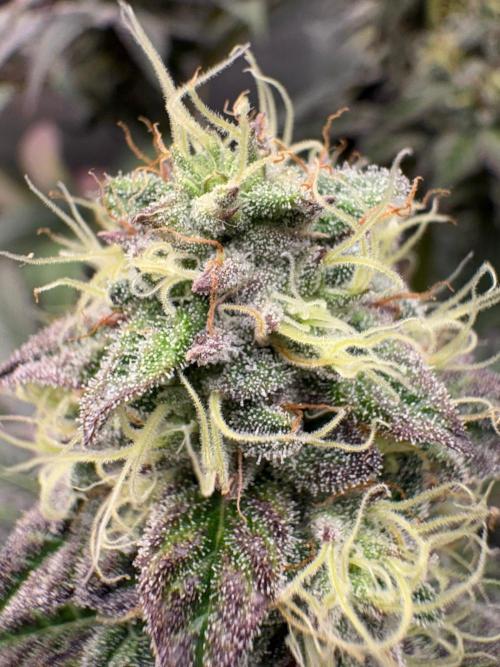 Grow Motion sucht den Super Pheno. Week 16