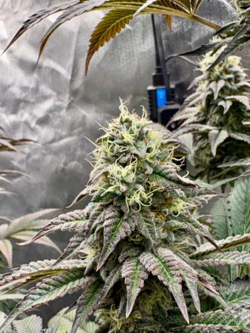 Grow Motion sucht den Super Pheno. Week 16