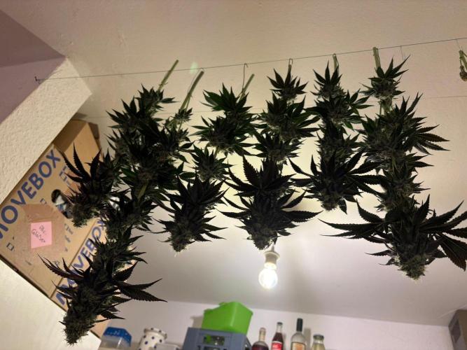 Grow Motion sucht den Super Pheno. Week 17 - sorry forgot to take more pictures of harvest