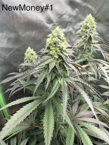 Grow Motion sucht den Super Pheno. Week 17 - #1