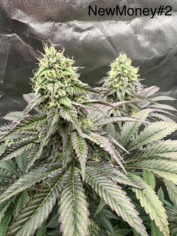 Grow Motion sucht den Super Pheno. Week 17 - #2
