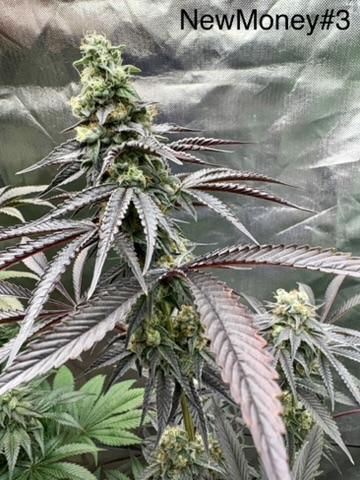 Grow Motion sucht den Super Pheno. Week 17 - #3