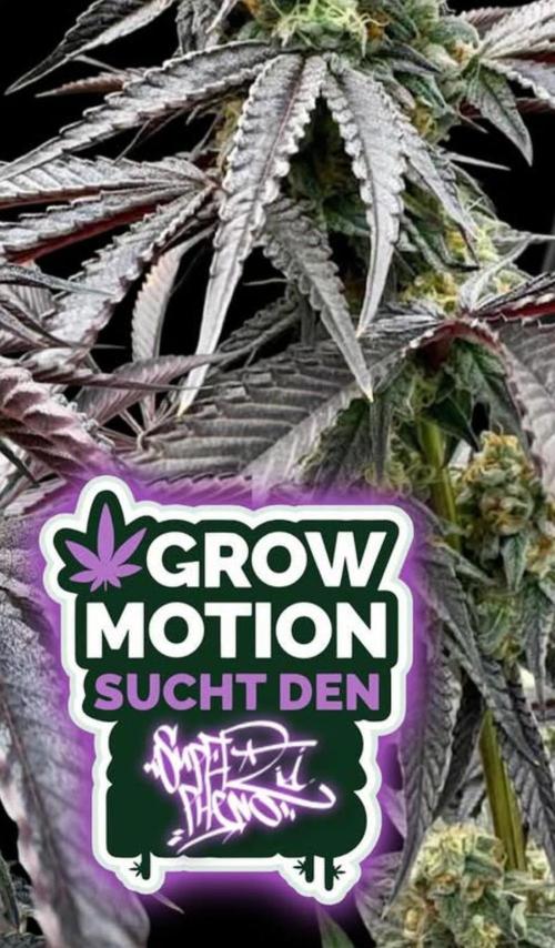 Grow Motion sucht den Super Pheno. Week 17