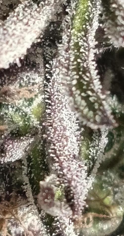 Frosty's Freak. Week 13