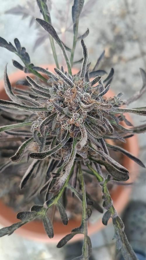 Frostys Auto Freak reg.. Week 14