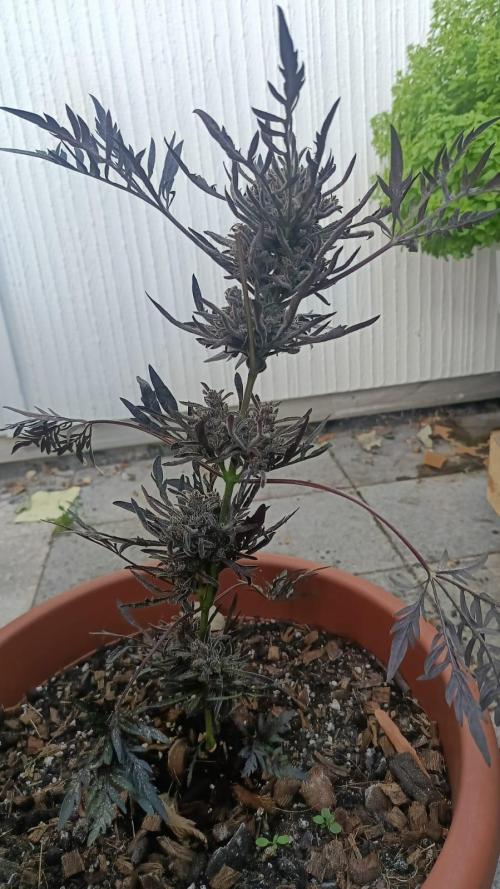 Frostys Auto Freak reg.. Week 14