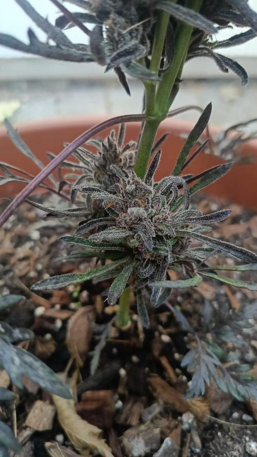 Frostys Auto Freak reg.. Week 14
