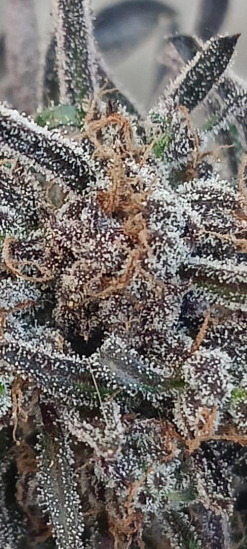 Frostys Auto Freak reg.. Week 14