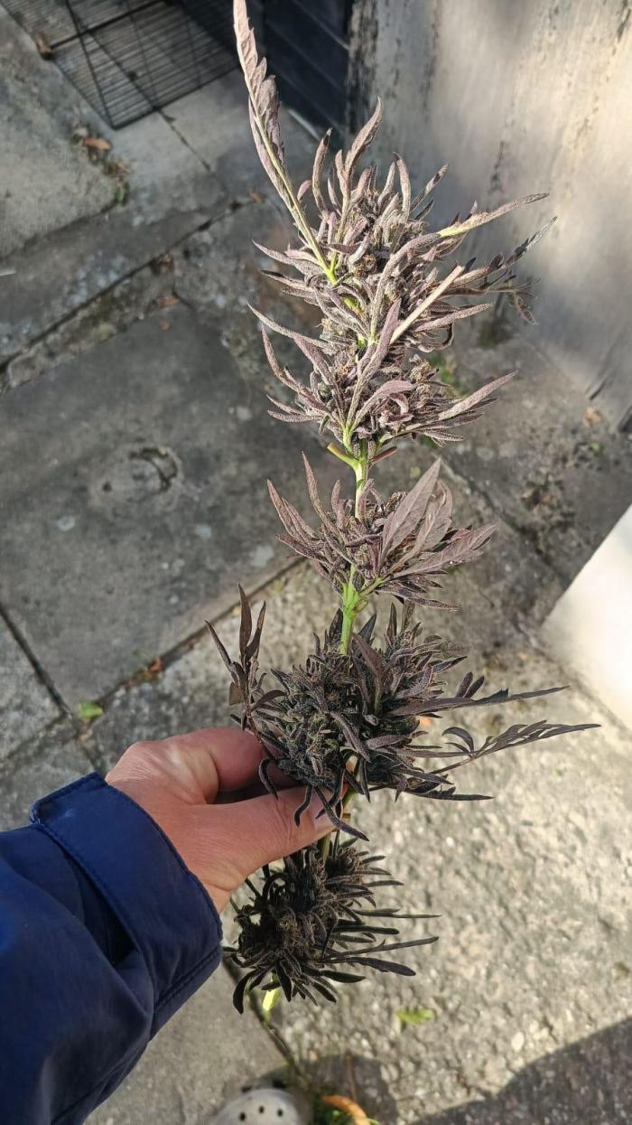 Frostys Auto Freak reg.. Week 15 - I will also press the remaining large leaves into a book