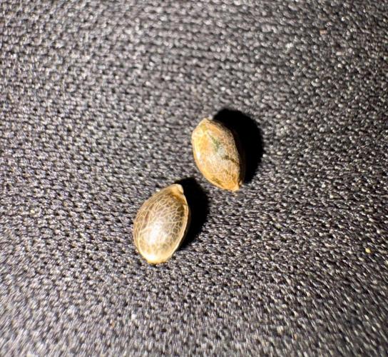 Sticky. Week 0 - The seeds look very healthy and have no damage.