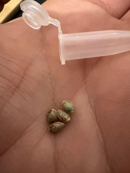Positronics 2026. Week 0 - The beans look good and I'm sure they're popping.