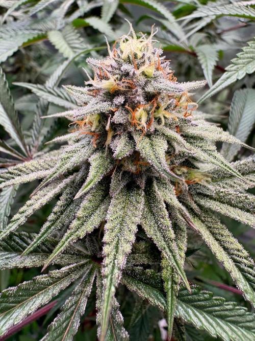 Akira. Week 16 - Beautiful solid and resinos buds