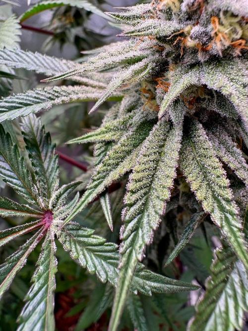 Akira. Week 16 - Really a lot of trichome and an increasingly strong smell