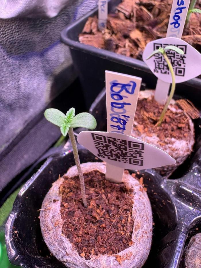 Bob 87. Week 1 - Im so exitet for This Genetik!