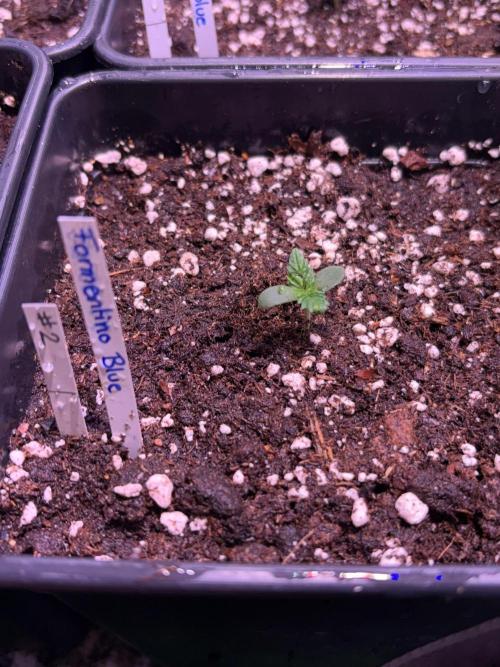 Sticky Buds. Week 2 - #2