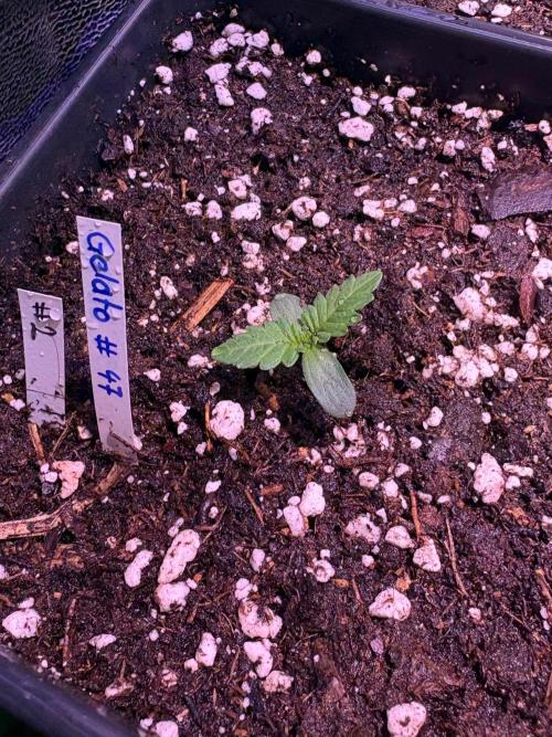 Gelato#47. Week 2