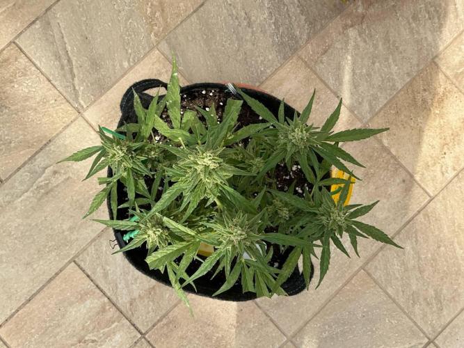 Titan F1 by RQS. Week 10