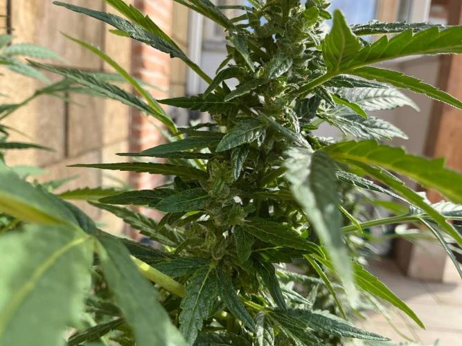 Grease Monkey Auto by Zamnesia. Week 10